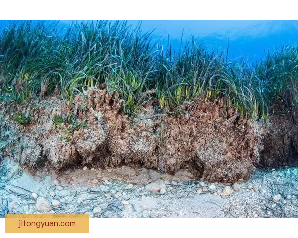 全球最大植物年龄或超4500岁！它背后藏着哪些惊人秘密？ 